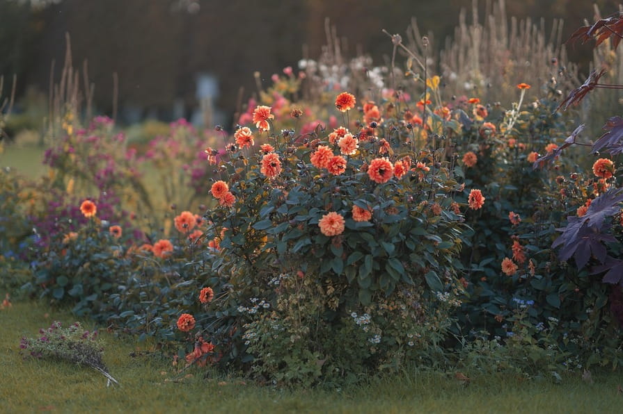 Dahlienbusch im Naturgarten